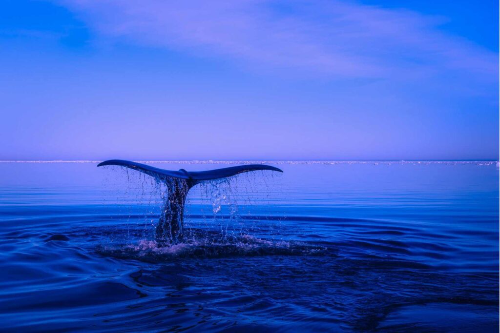 Photography Guide for Whale Watching 