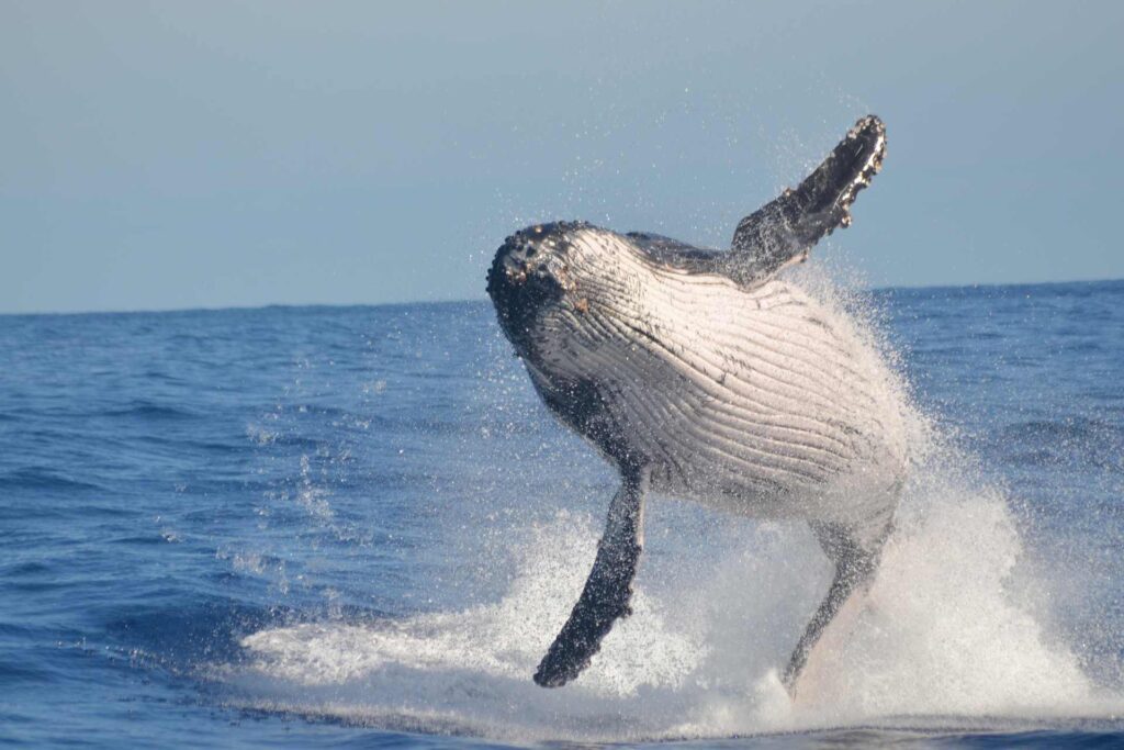 Photo tips for Whale Watching 