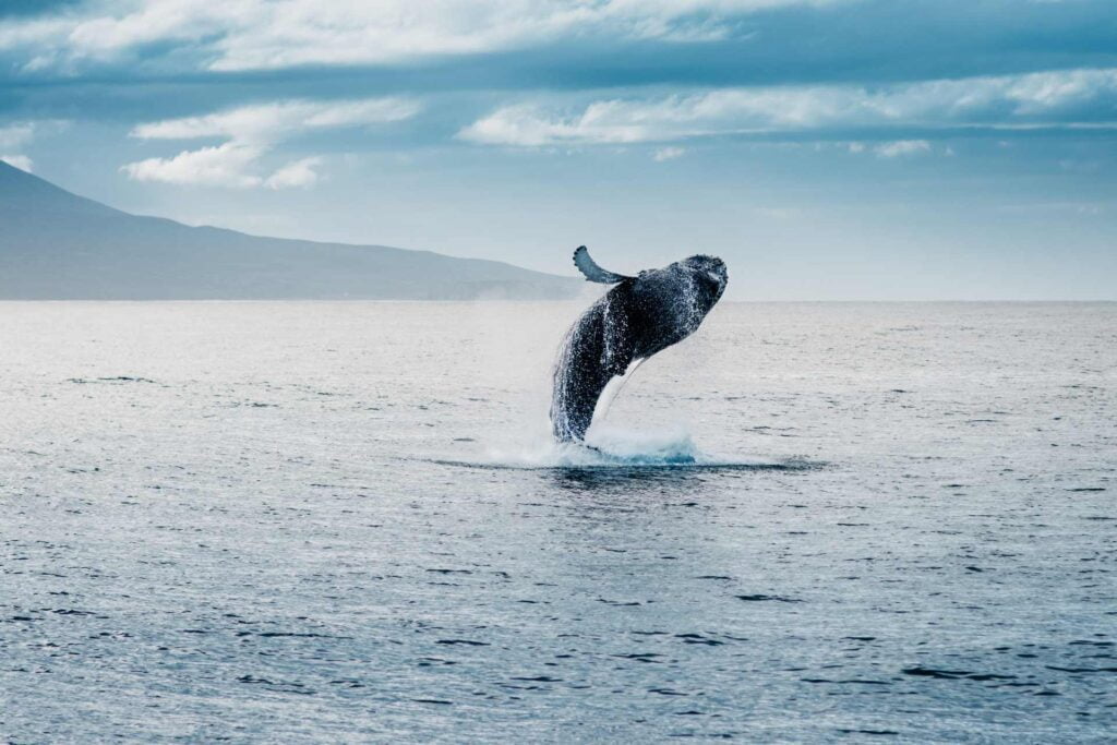 Whale Watching Photography Guide