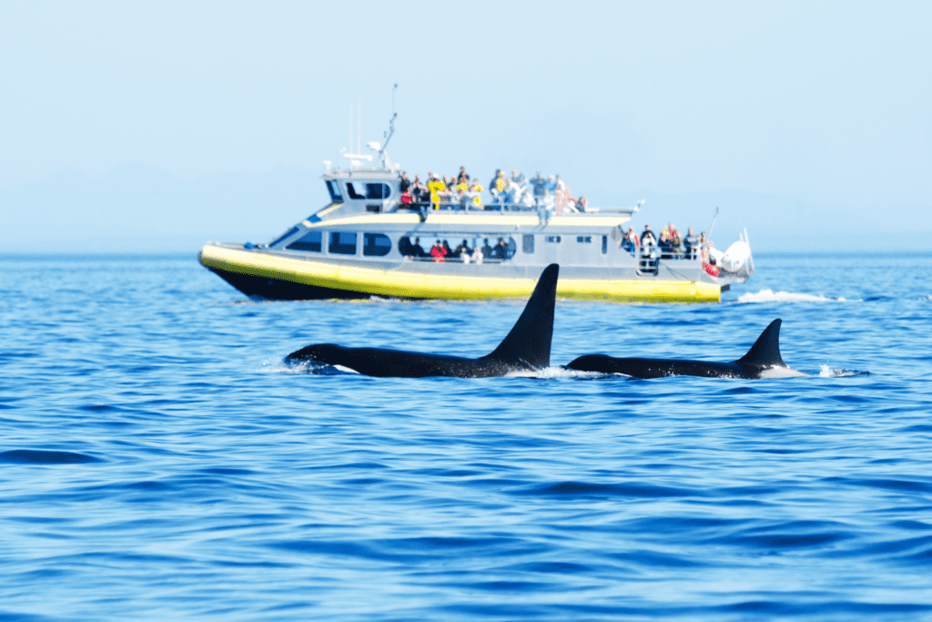 canada whale watching