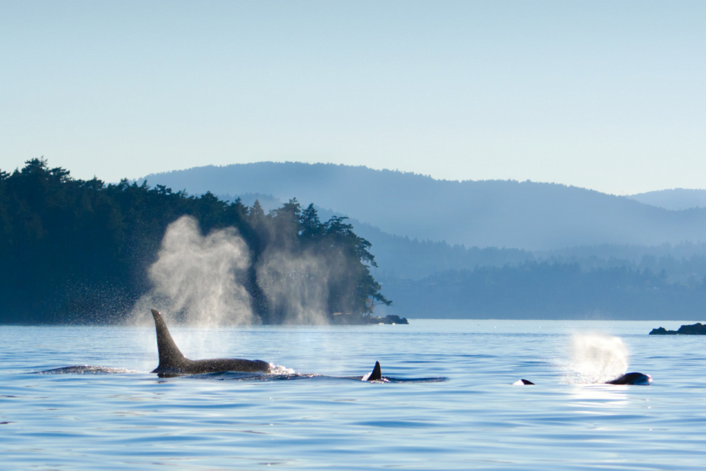 canada whale tour