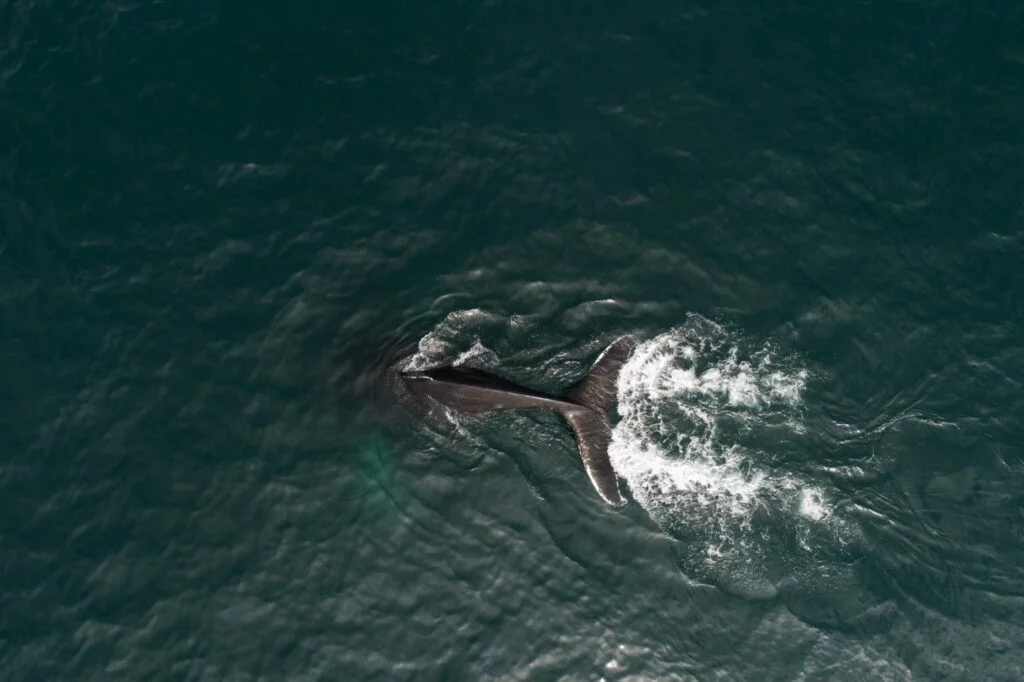 Aerial view of whale diving in ocean