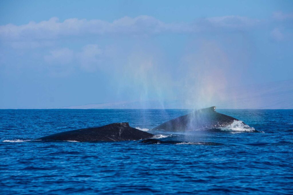 whale watching hawaii