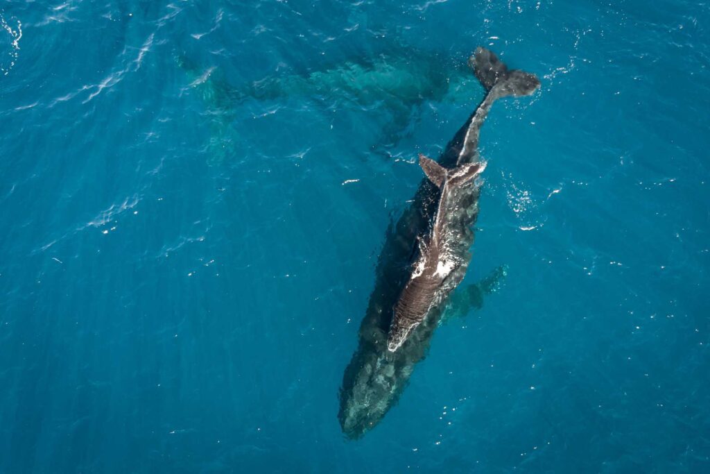 hawaii whale tour