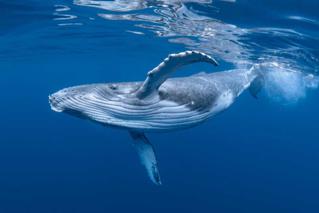 whale tour hawaii