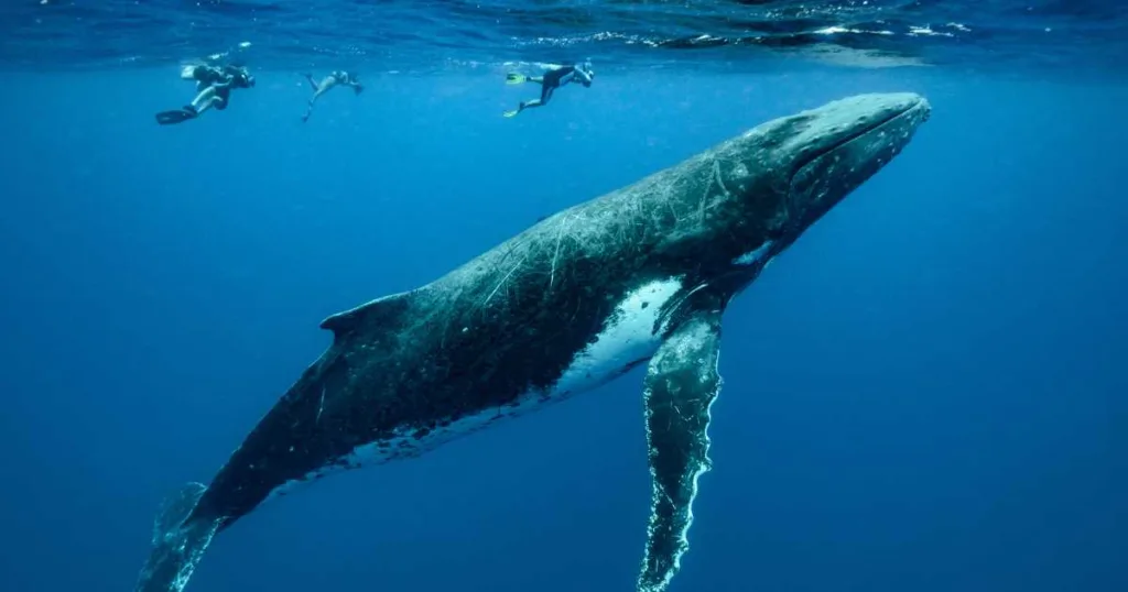 whale watching in tonga