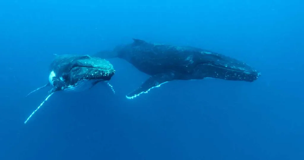 whale watching tonga