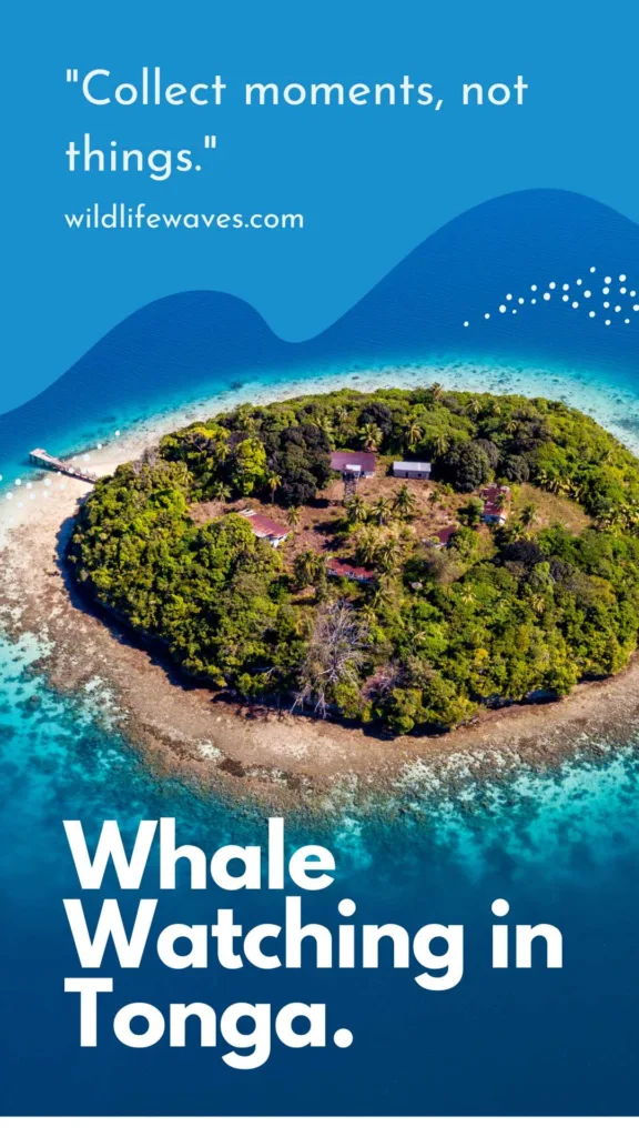 tonga whales